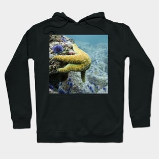 Starfish Underwater Hoodie